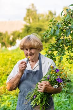 Woman with medicinal herbs in a meadow. Selective focus. nature.