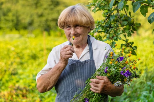 Woman with medicinal herbs in a meadow. Selective focus. nature.