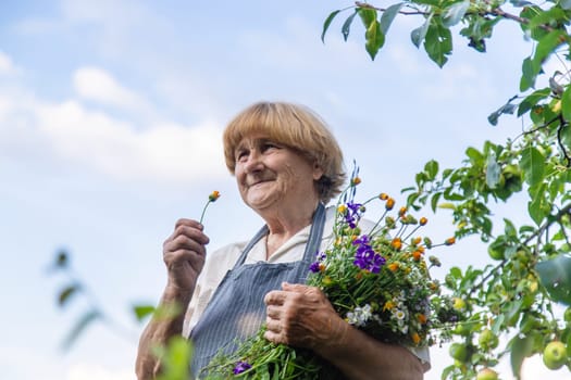 Woman with medicinal herbs in a meadow. Selective focus. nature.