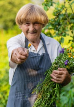 Woman with medicinal herbs in a meadow. Selective focus. nature.