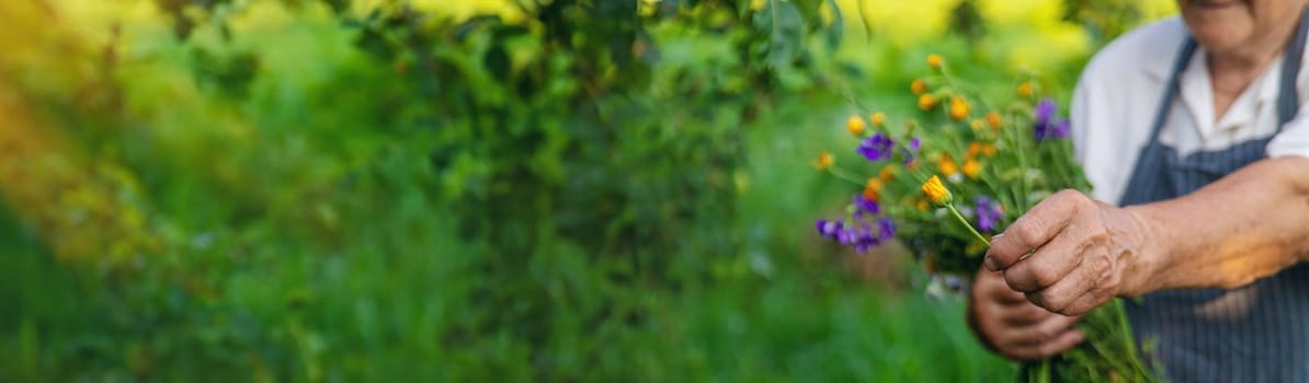 Woman with medicinal herbs in a meadow. Selective focus. nature.