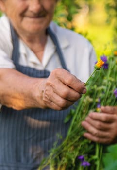 Woman with medicinal herbs in a meadow. Selective focus. nature.