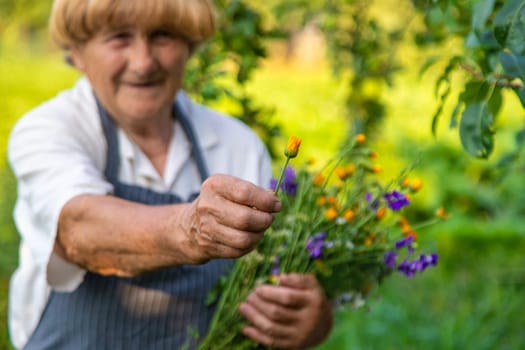 Woman with medicinal herbs in a meadow. Selective focus. nature.