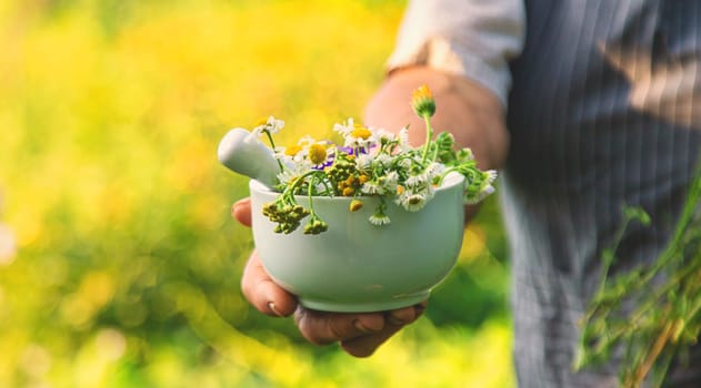 Woman with medicinal herbs in a meadow. Selective focus. nature.