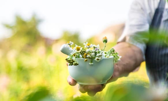 Woman with medicinal herbs in a meadow. Selective focus. nature.