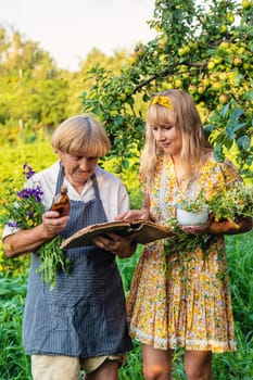 Woman with medicinal herbs in a meadow. Selective focus. nature.