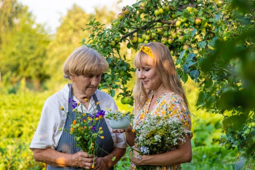 Woman with medicinal herbs in a meadow. Selective focus. nature.