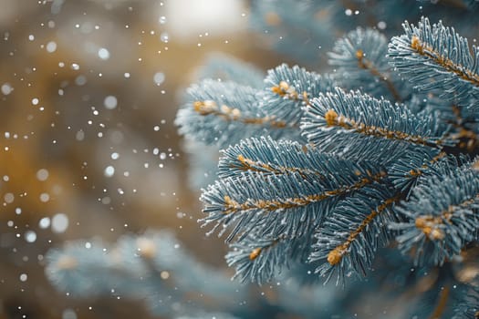 A branch of a coniferous tree covered with snow in a winter forest. High quality photo