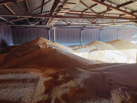 Large warehouse for grain storage. Corn or wheat grains at flat storage. Food crisis and grain trade.