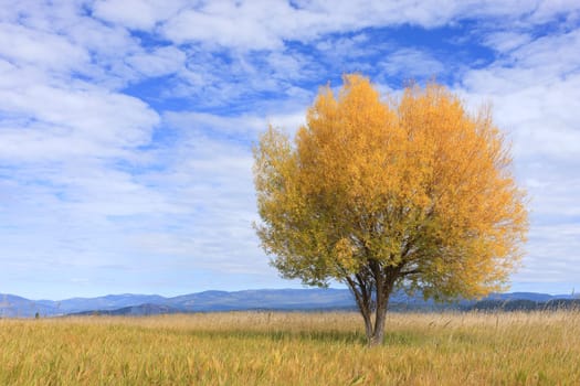 A single tree in the field under a partly cloudy sky in Autumn at the Kootenai Wildlife Refuge near Bonners Ferry, Idaho.
