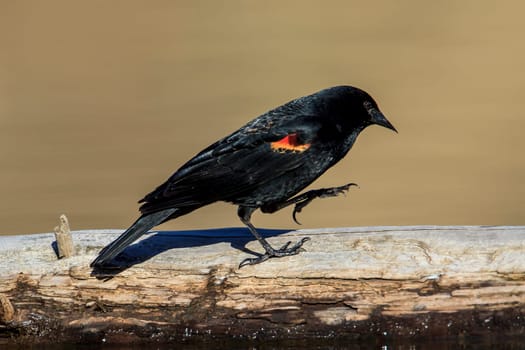 A red-winged blackbird (agelaius phoeniceus} walks on a log at Fernan Lake in north Idaho.