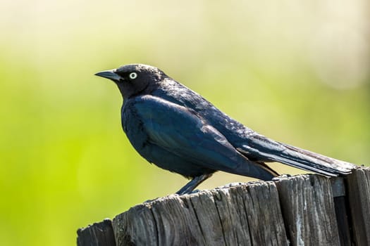 A bark black Brewer's Blackbird (euphagus cyanocephalus) is perched on a post in north Idaho.
