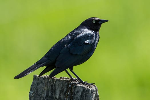 A bark black Brewer's Blackbird (euphagus cyanocephalus) is perched on a post in north Idaho.