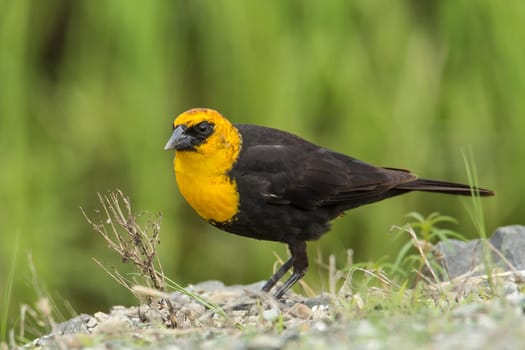 A male yellow headed blackbird (xanthocephalus) is on the ground in Hauser, Idaho.