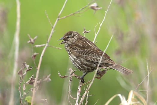 Song sparrow (melospiza melodia) perched on a twig by Hauser Lake, Idaho.