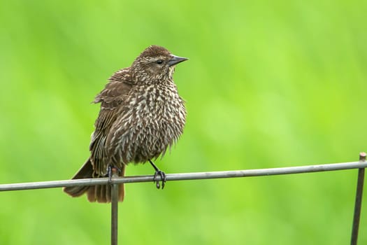 Song sparrow (melospiza melodia) perched on a wire fence by Hauser Lake, Idaho.
