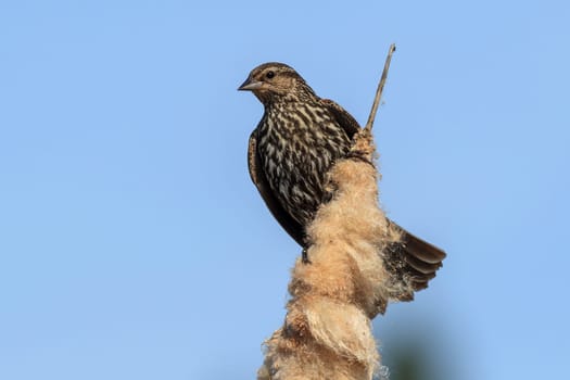 A female red-winged blackbird (agelaius phoeniceus) on a cattail in north Idaho.