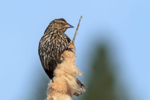 A female red-winged blackbird (agelaius phoeniceus) on a cattail in north Idaho.