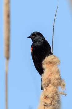 A male red-winged blackbird (agelaius phoeniceus) on a cattail in north Idaho.