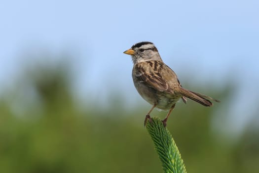 A white crowned sparrow, zonotrichia leucophrys, is perched on a plant in Seaside, Oregon.