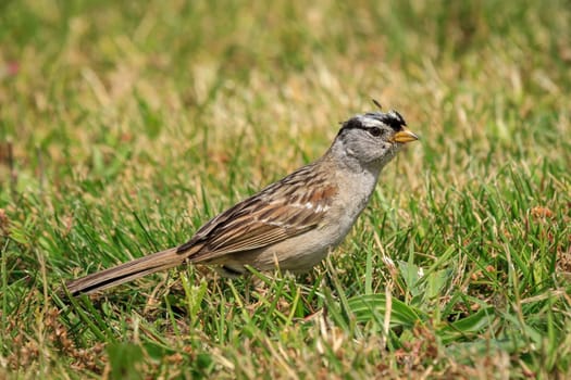 A white crowned sparrow, zonotrichia leucophrys, is walking on the ground in Seaside, Oregon.