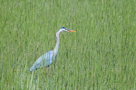 A great blue heron wades in water and grass at Wolf Lodge Bay area near Coeur d'Alene, Idaho