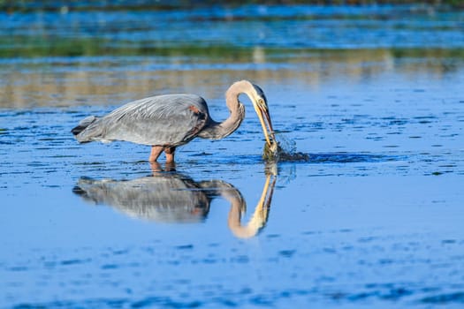 A great blue heron, ardea herodias, catches a fishin Garibaldi Bay in northwest Oregon.