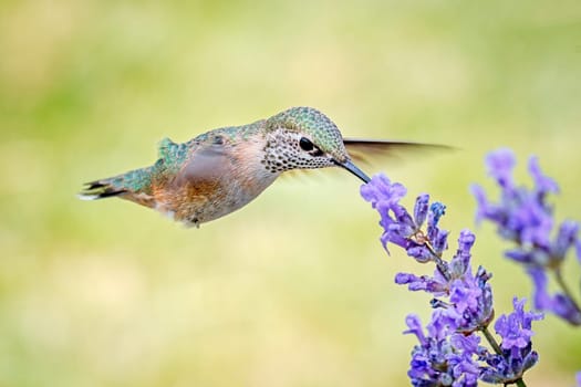 A female calliope hummingbird, selasphorus calliope, drinks the nectar from a lavendar flower.