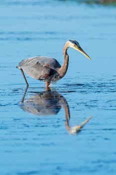 Great blue heron, ardea herodias, wades in the water at Garibaldi, Oregon.