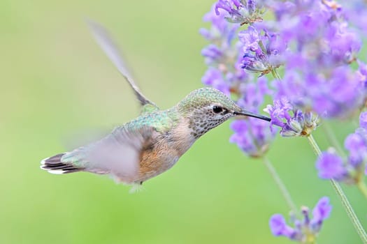 A female calliope hummingbird, selasphorus calliope, drinks the nectar from a lavendar flower.