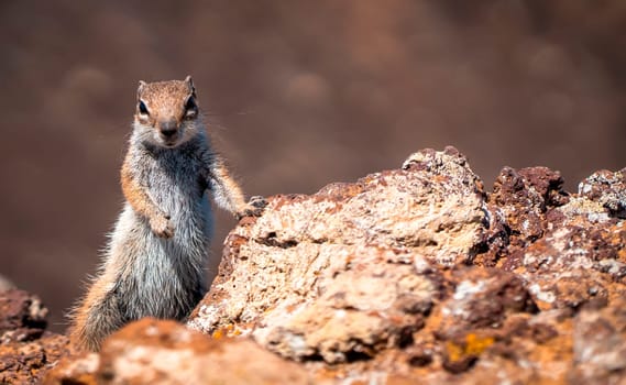 Cute little wild squirrel living on the volcanoes of Fuerteventura, face and striped fur of the African ground squirrel rodent, close-up of the animal among the rocks.