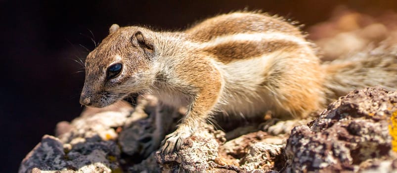 Cute little wild squirrel living on the volcanoes of Fuerteventura, face and striped fur of the African ground squirrel rodent, close-up of the animal among the rocks.