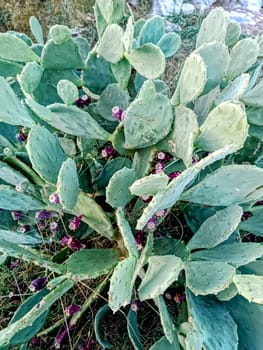 cactus with red flowers prickly western Split Croatia desert big giant green floral tropical. High quality photo
