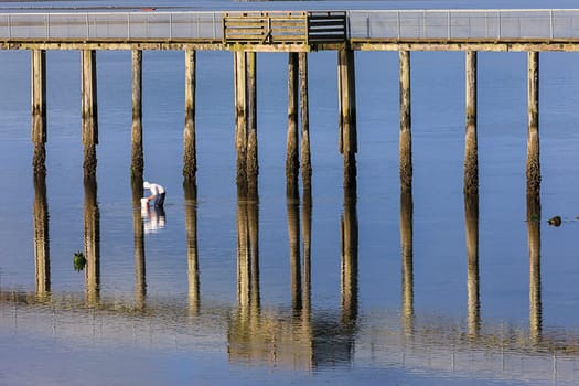 A man is clam digging in Tillamook bay in Garibaldi, Oregon.