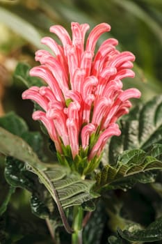 Brazilian Plume flower, justicia carnea, inside the arboretum at Manito Park in Spokane, Washington.