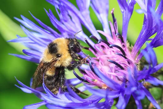 A honey bee, apis mellifera, is on a Montana cornflower, centaurea montana, at Manito Park in Spokane, Washington.
