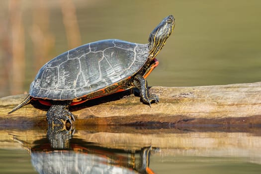 An America Painted turtle (chrysemys picta) basks in the sun on a log on Fernan Lake in Idaho.