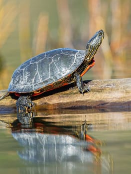 An America Painted turtle (chrysemys picta) basks in the sun on a log on Fernan Lake in Idaho.