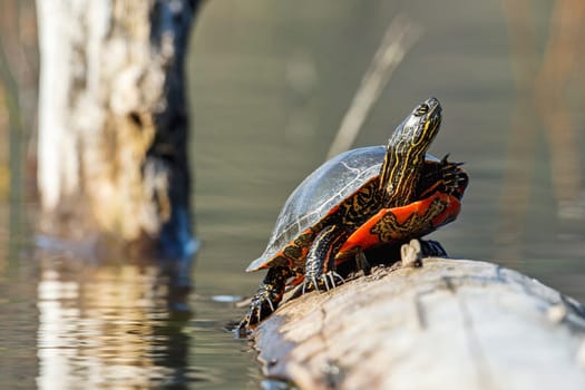 An America Painted turtle (chrysemys picta) basks in the sun on a log on Fernan Lake in Idaho.