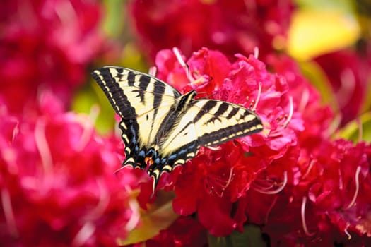 A two tailed butterfly, papilio multicaudata, on bright pink rhododendrons in Seaside, Oregon.