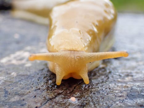 A close up of a yellow slug, limacus flavus, on a wet tree stump in Warrenton, Oregon.