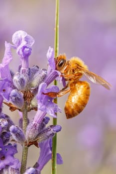 A close up of a honey bee, Apis, on a lavendar plant, Lavandula spica.