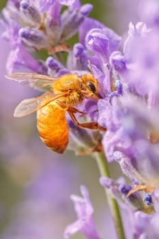 A close up of a honey bee, Apis, on a lavendar plant, Lavandula spica.