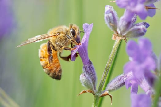 A close up of a honey bee, Apis, on a lavendar plant, Lavandula spica.