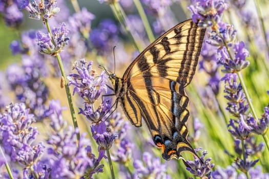 A yellow swallowtail butterfly, papilio multicaudata, on a lavender flower in north Idaho.