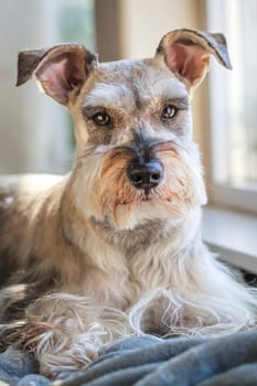 Indoor portrait of a miniature schnauzer, also known as Zwergschnauzer, wating by the window.