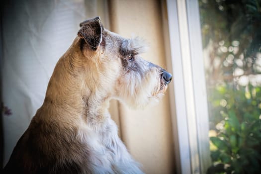 Indoor portrait of a miniature schnauzer, also known as Zwergschnauzer, waiting by the window.