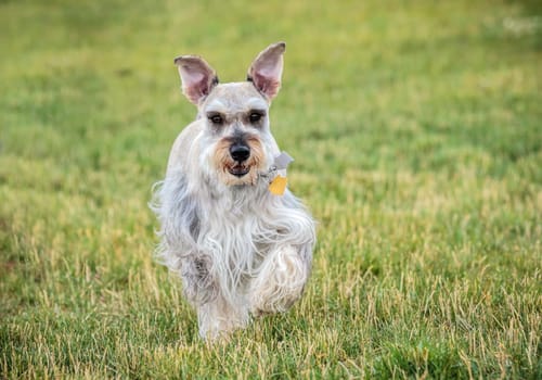A miniature schnauzerm runs playfully toward the camera in a park in north Idaho.