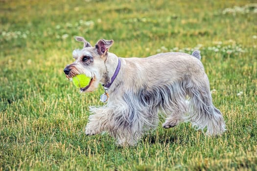 A miniature schnauzer plays with a ball in a park in north Idaho.