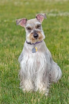 A portrait of a miniature schnauzer in a park in north Idaho.